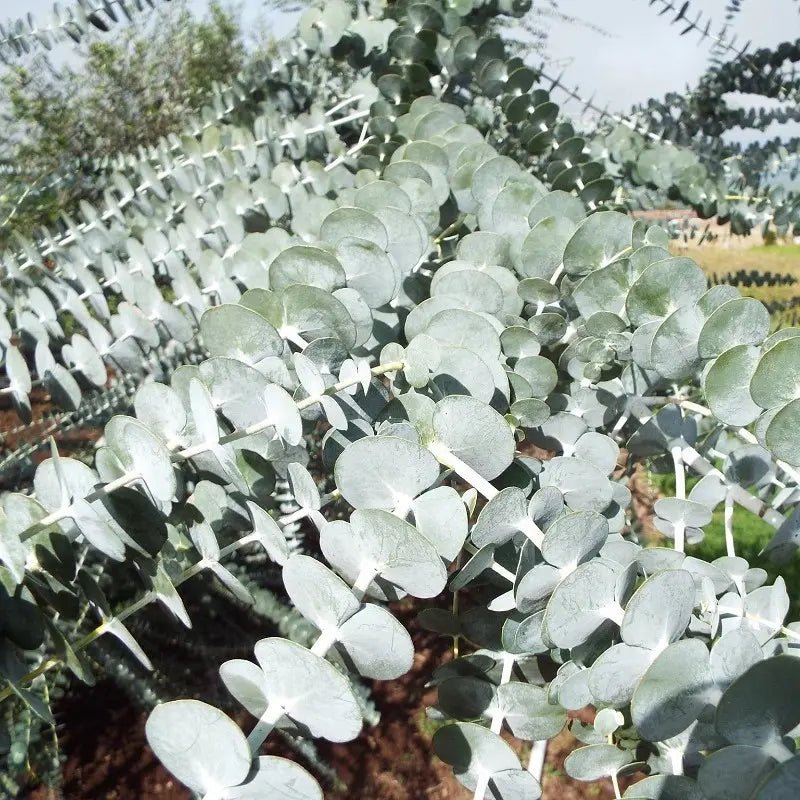 Silver - leaved Mountain Gum (Eucalyptus pulverulenta) - Ladybird Nursery