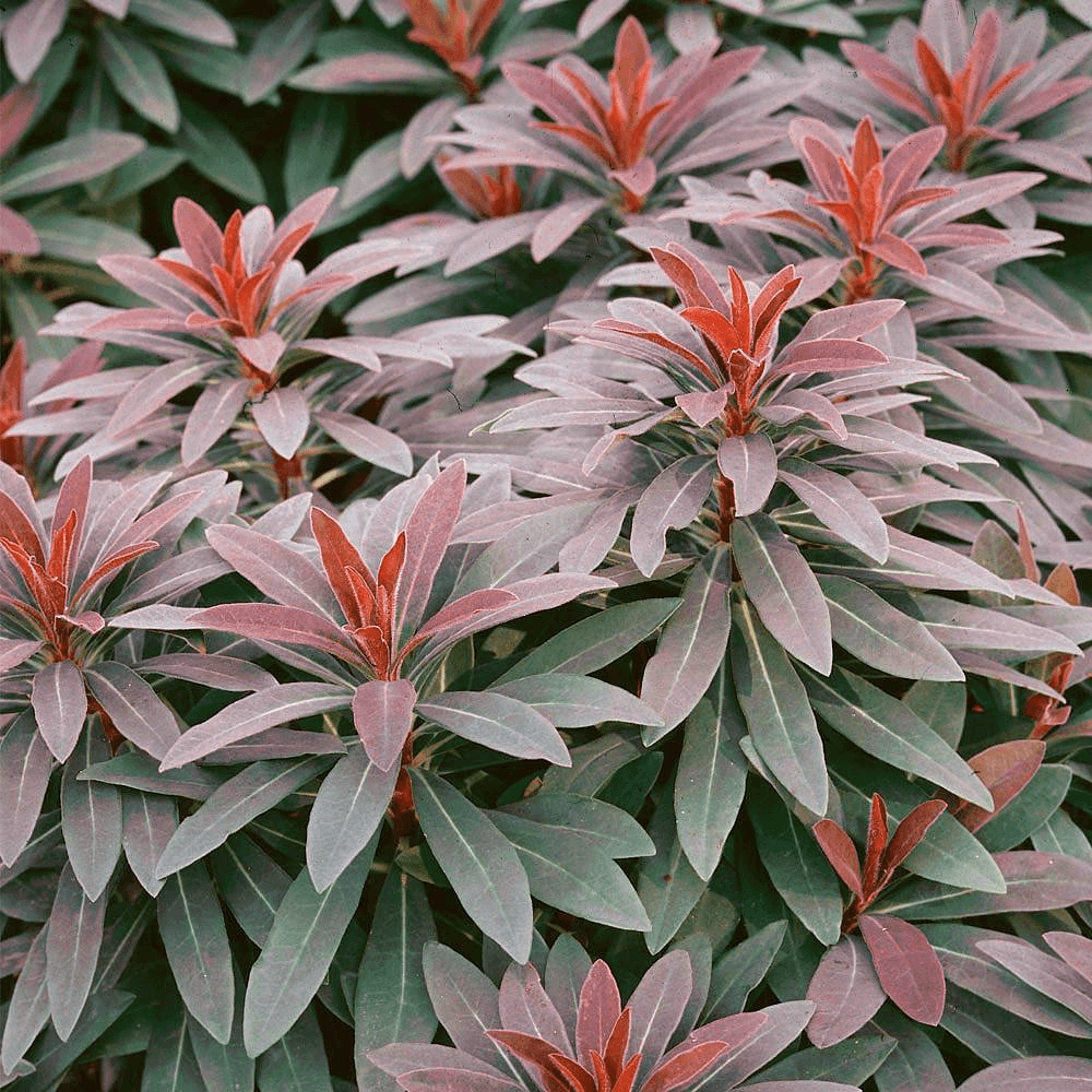 Ruby Glow Wood Spurge (Euphorbia amygdaloides) - Ladybird Nursery