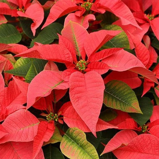 Red Poinsettia (Euphorbia pulcherrima) PICK UP ONLY - Ladybird Nursery