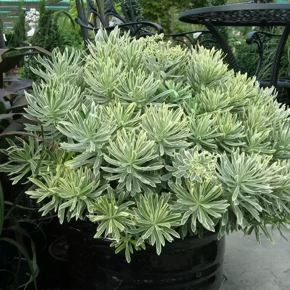 Silver Swan Spurge (Euphorbia characias) - Ladybird Nursery