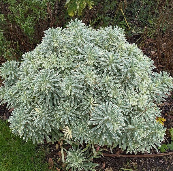 Silver Swan Spurge (Euphorbia characias) - Ladybird Nursery