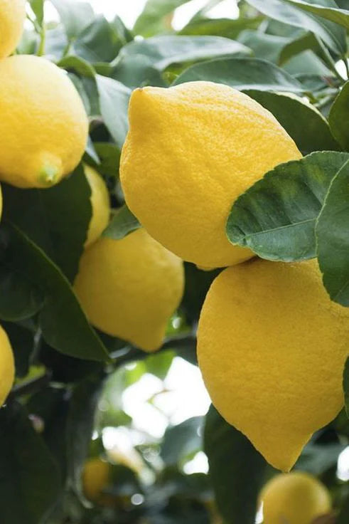 Lemon Eureka Seedless 500mm PICK UP ONLY