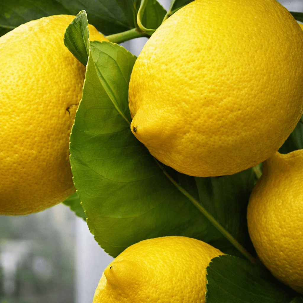 Lemon 'Eureka' 500mm (PICKUP ONLY) - Ladybird Nursery