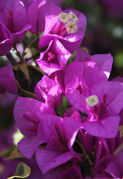 Bougainvillea Evita (Bougainvillea glabra) - Ladybird Nursery