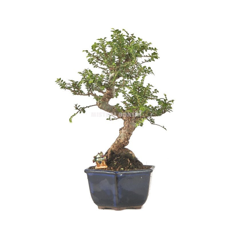 Elm Bonsai Starter Seiju (Ulmus parvifolia) - Ladybird Nursery