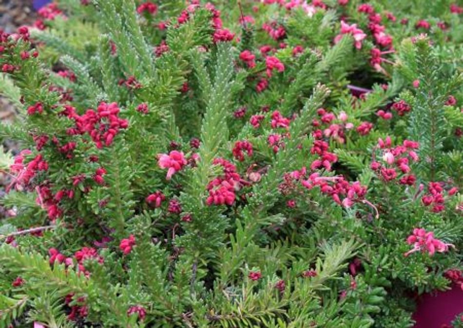Grevillea Woolly Bear Hero (Grevillea lanigera) - Ladybird Nursery