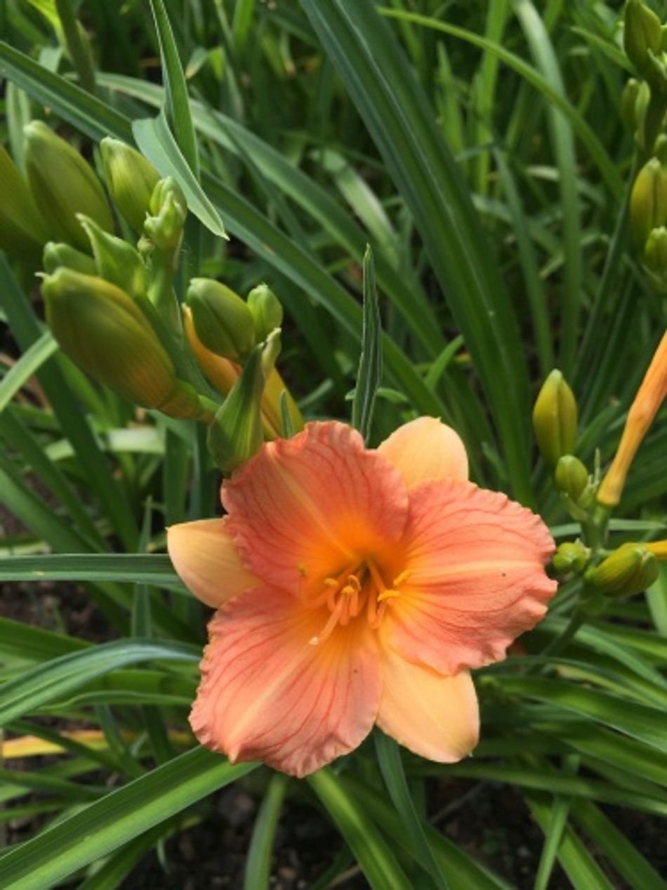 Daylily Stella Tangerine (Hemerocallis ) - Ladybird Nursery