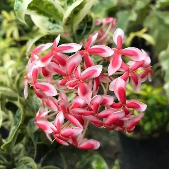 Ixora Splash Variegated (Ixora chinensis) - Ladybird Nursery