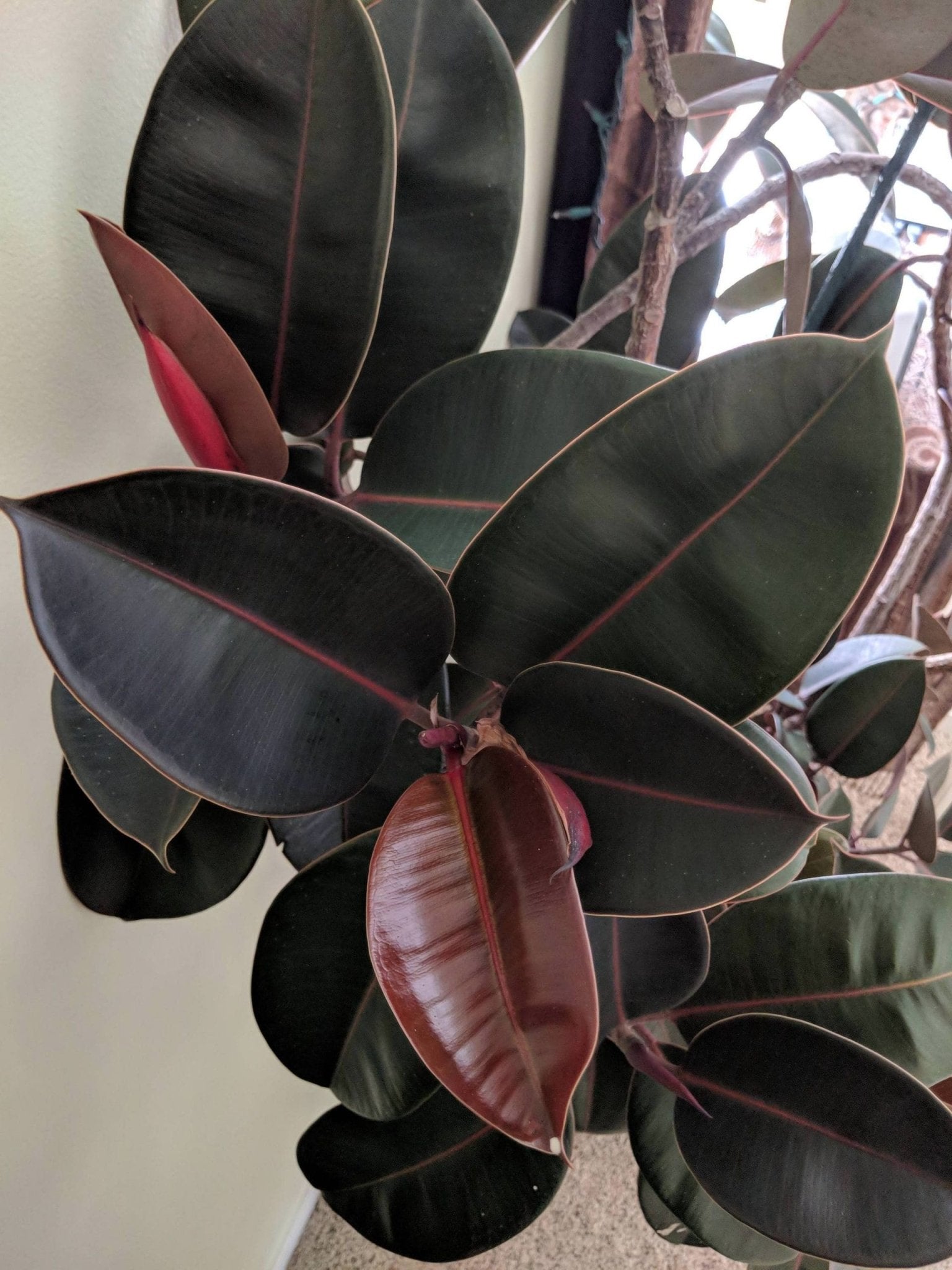 Burgundy Rubber Plant (Ficus elastica) - Ladybird Nursery