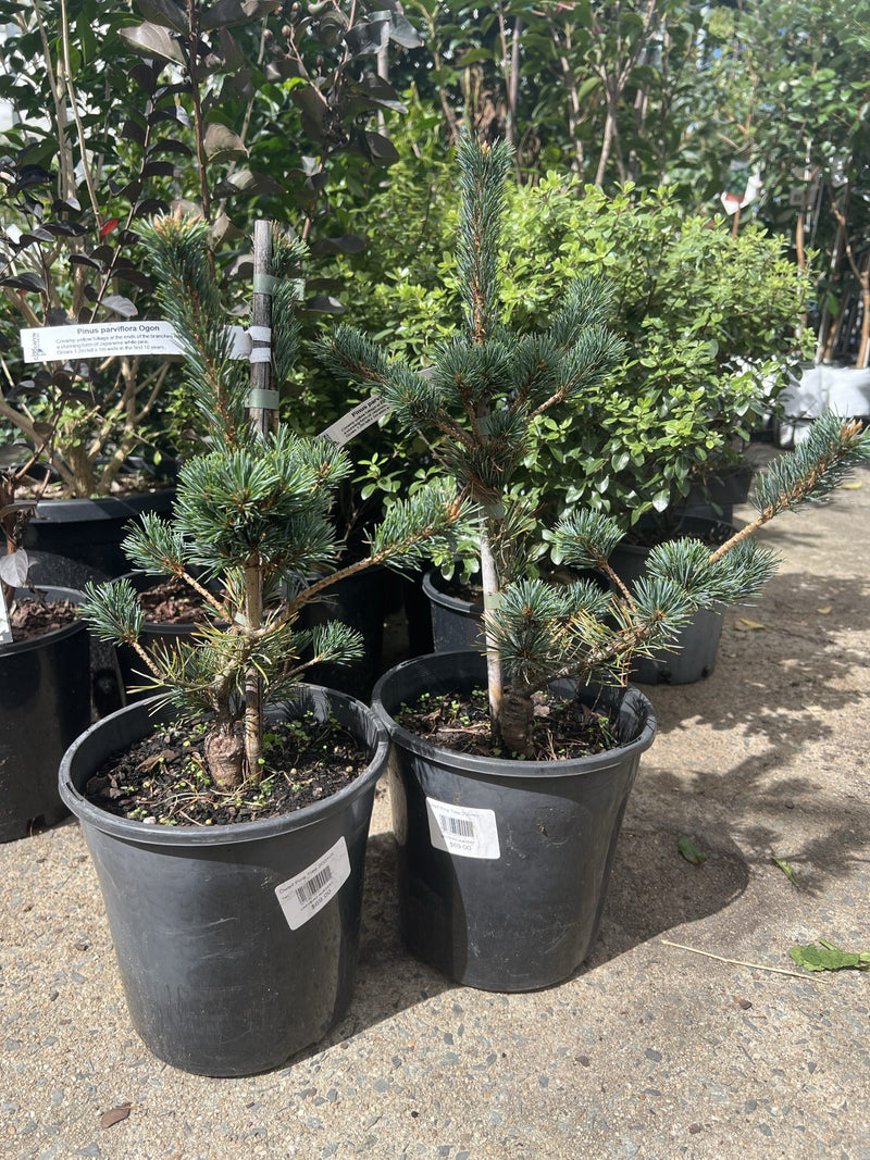 Japanese White Pine Ogon Goyo (Pinus parviflora)