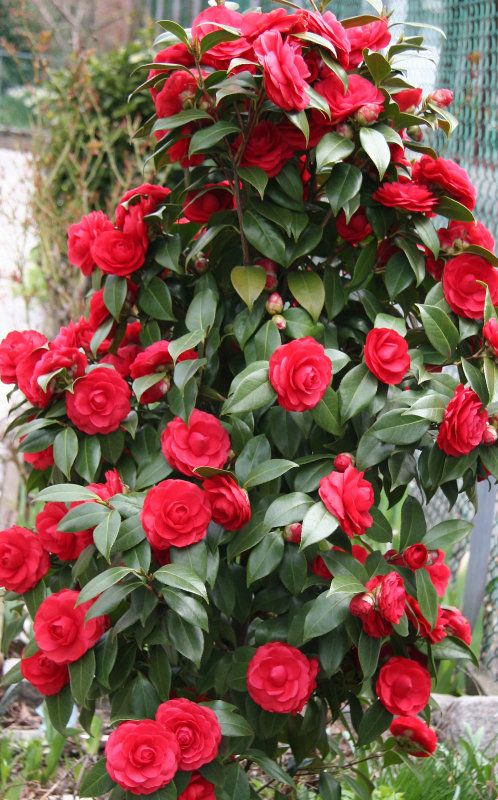 Camellia Desire (Camellia japonica) - Ladybird Nursery
