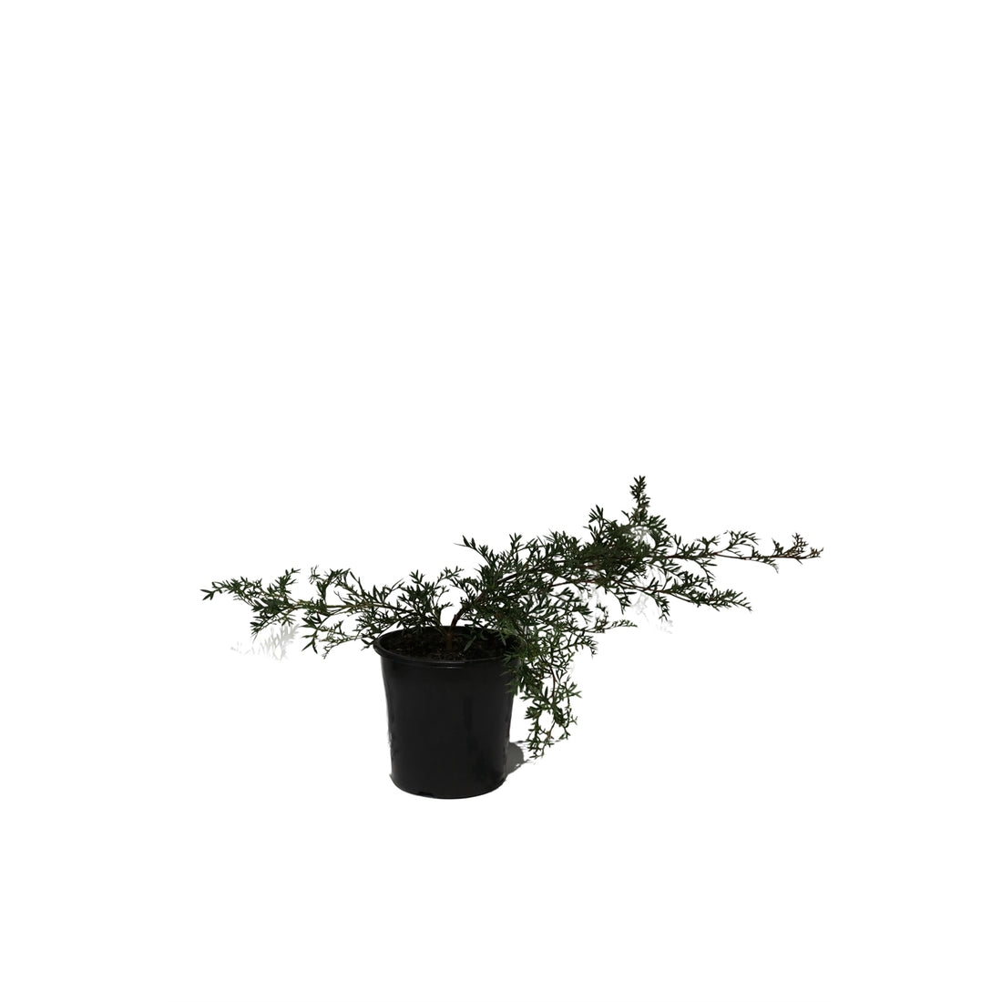 Grevillea Bronze Rover - Ladybird Nursery