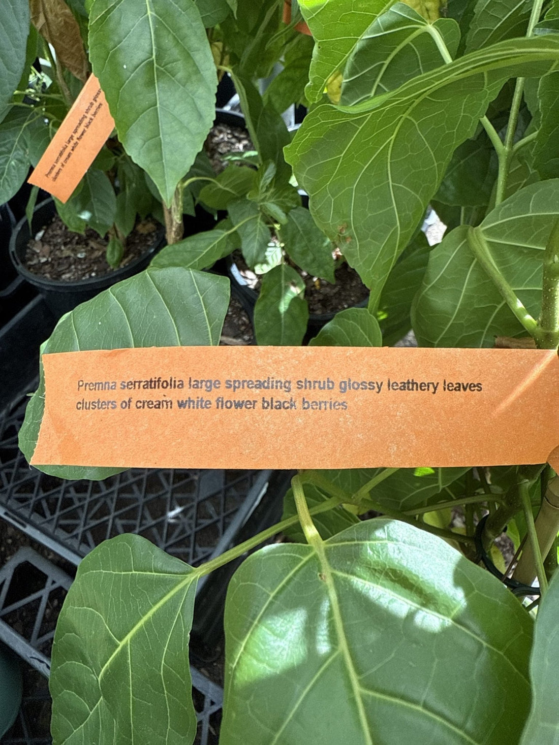 Headache Tree (Premna serratifolia) - Ladybird Nursery