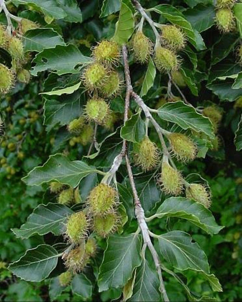 European Beech (Fagus sylvatica) - Ladybird Nursery