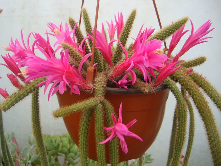 Rat Tail Cactus (Disocactus flagelliformis) - Ladybird Nursery