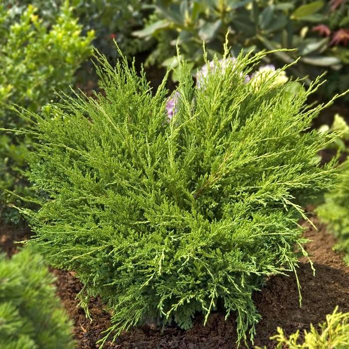 Creeping Juniper Andorra Compact (Juniperus horizontalis) - Ladybird Nursery