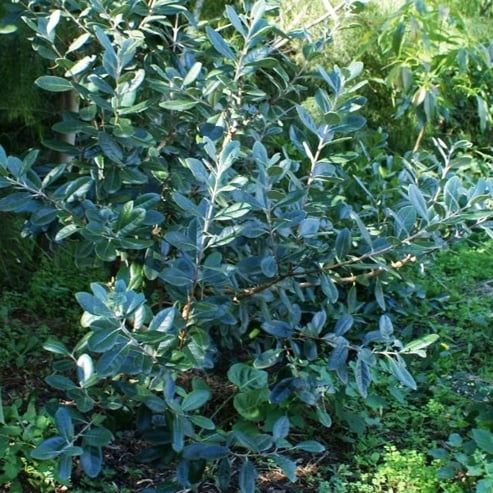 Feijoa 'Triumph' Grafted