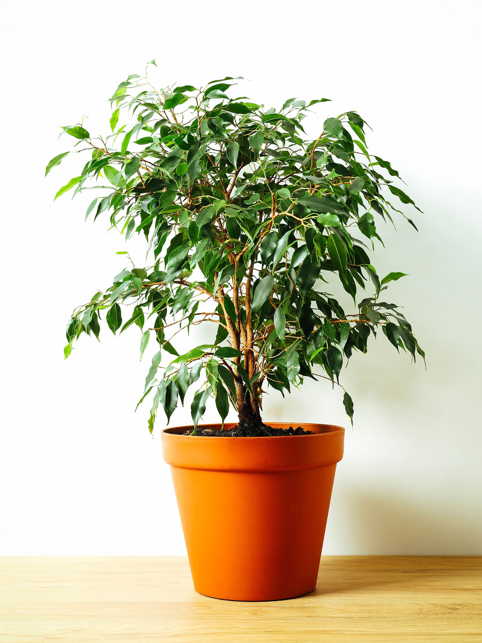 Emerald Green Weeping Fig (Ficus benjamina) - Ladybird Nursery