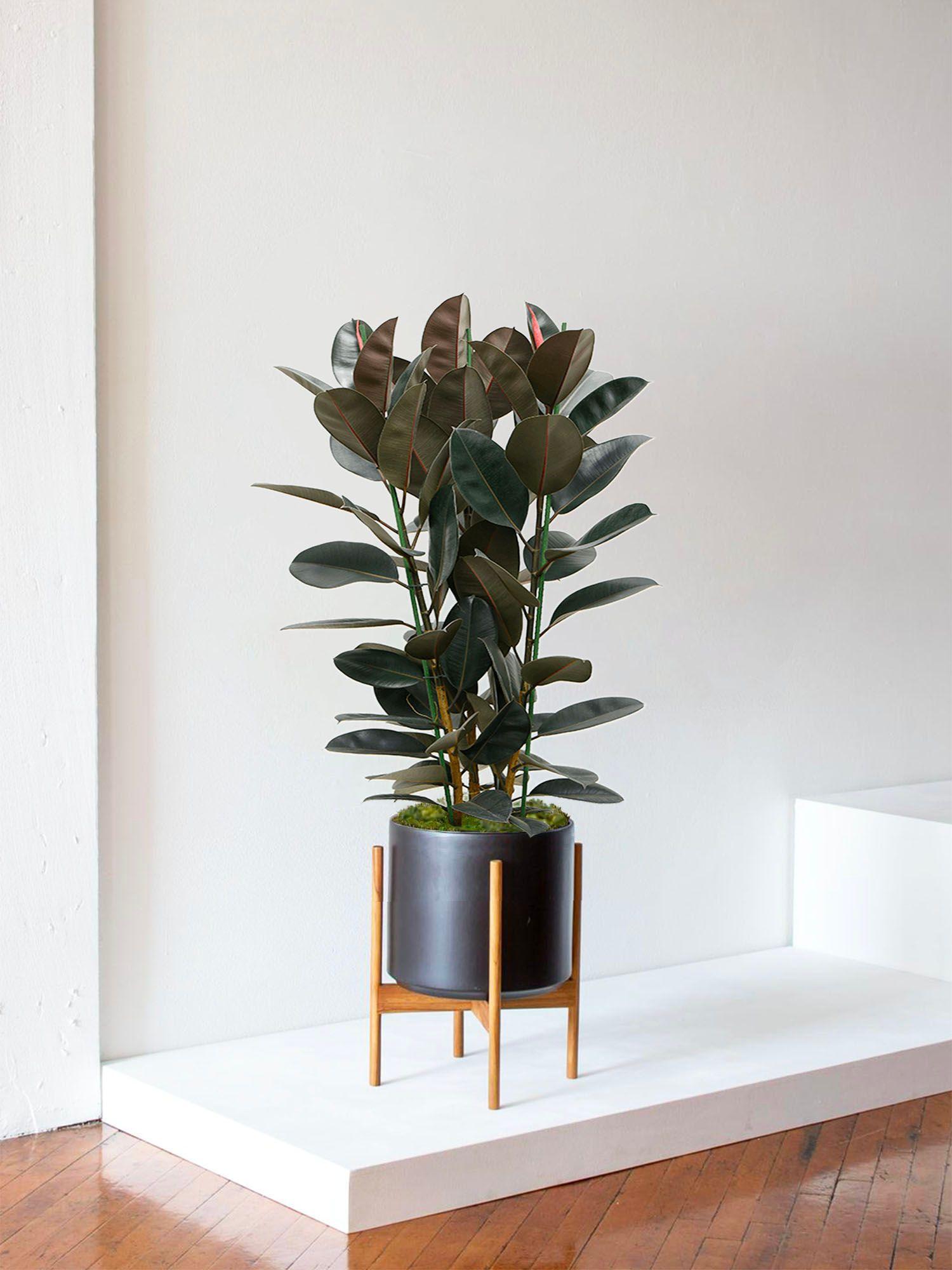 Sophie Rubber Plant (Ficus elastica) - Ladybird Nursery