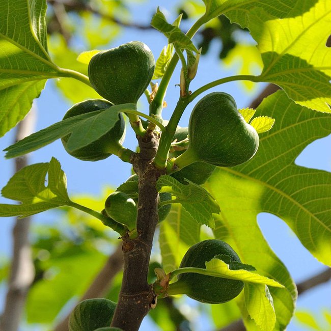 Fig Cape White - Ladybird Nursery