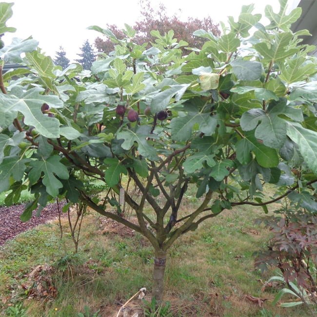 Fig Conadria Red (Dwarf) - Ladybird Nursery