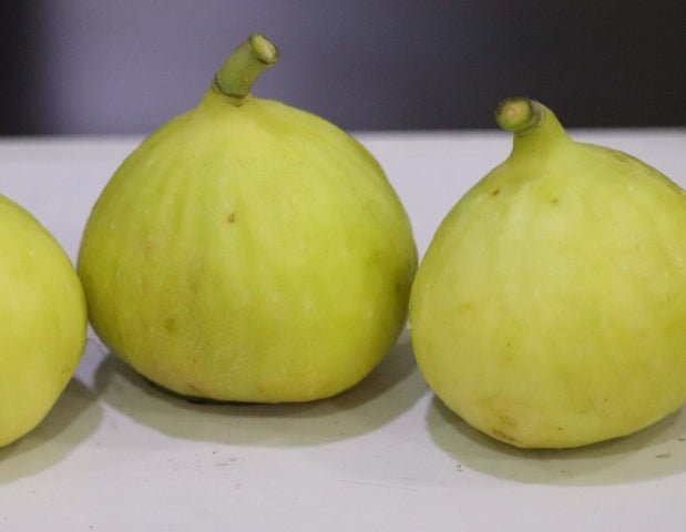 Fig 'Deanna' - Ladybird Nursery