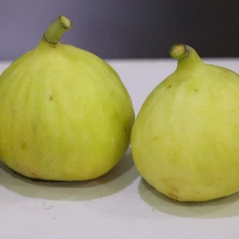 Fig 'Deanna' - Ladybird Nursery