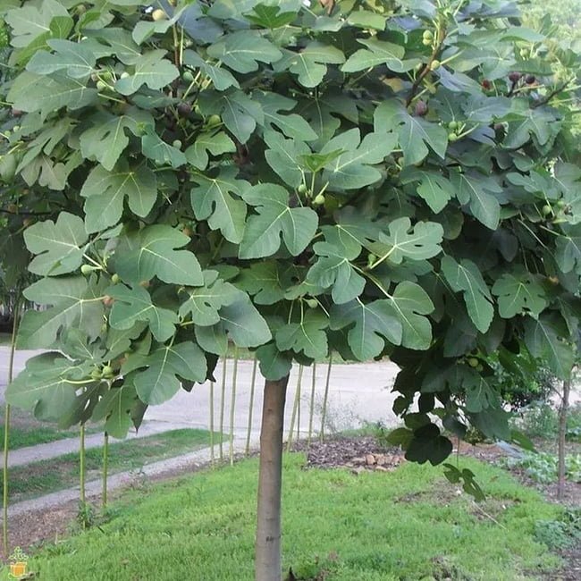 Fig Preston Prolific (advanced size) - Ladybird Nursery