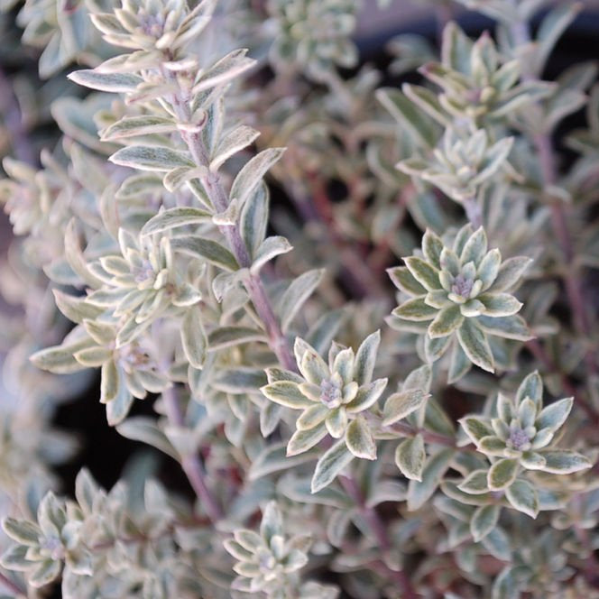 Coastal Rosemary Smokey (Westringia fruticosa) - Ladybird Nursery