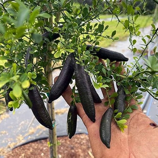 Finger lime Chartreuse (QLD Only) - Ladybird Nursery