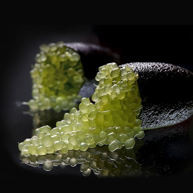 Finger lime Chartreuse (QLD Only) - Ladybird Nursery