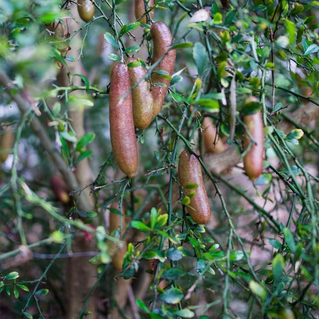 Finger Lime Dark Red (QLD Only) - Ladybird Nursery