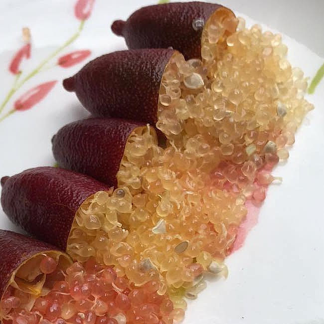 Finger lime Wauchope Grafted (QLD Only) - Ladybird Nursery