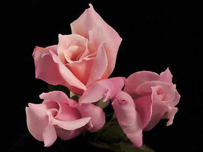 Rose First Love (Rosa) - Ladybird Nursery