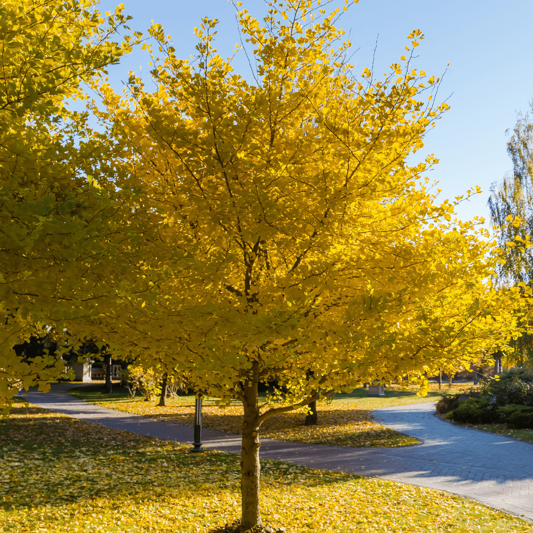 Ginkgo Biloba 'Flagstaff' - Ladybird Nursery