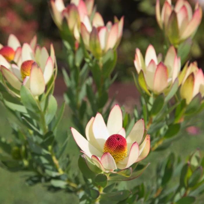 Leucadendron 'Summer Flame' - Ladybird Nursery
