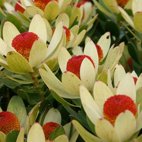 Leucadendron 'Summer Flame' - Ladybird Nursery