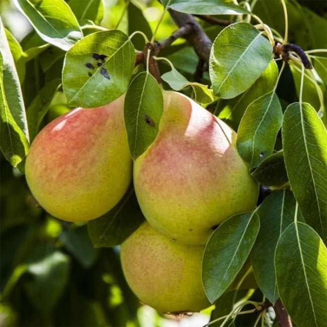 Flordahome Pear - Ladybird Nursery