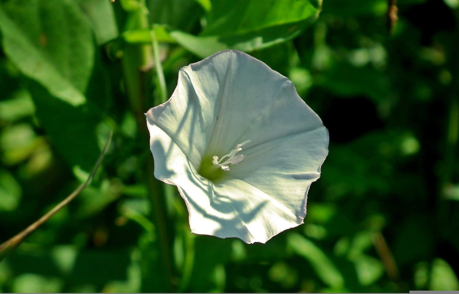 Blue Rock Bindweed Prime White (Convolvulus sabatius) - Ladybird Nursery