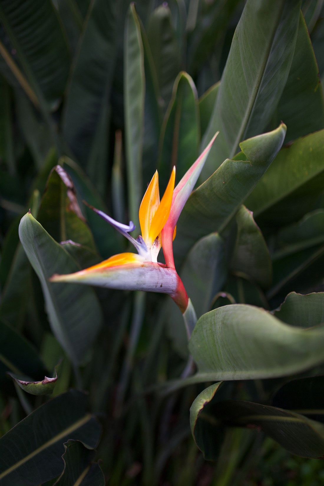 Bird of Paradise (Strelitzia reginae) - Ladybird Nursery