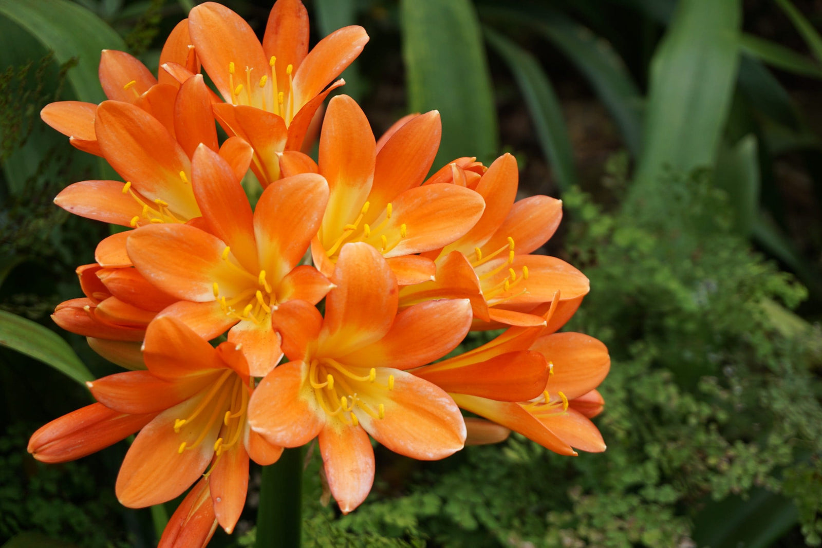 Clivia Orange (Clivia miniata) - Ladybird Nursery