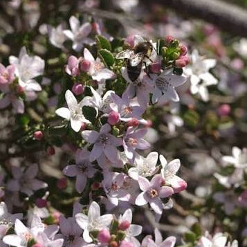 Flower Girl (Philotheca myoporoides)