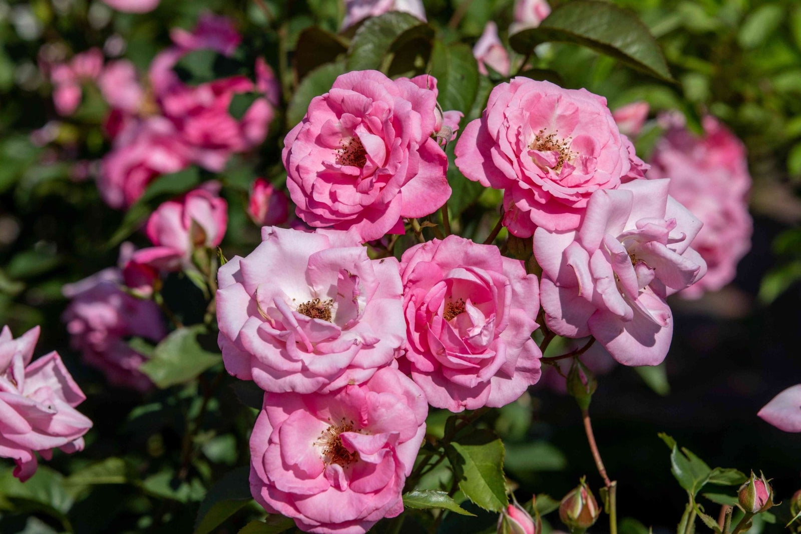 Rose Single Pink Climbing (Rosa spp.) - Ladybird Nursery
