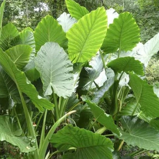 Giant Elephant Ear (Alocasia macrorrhizos) - Ladybird Nursery
