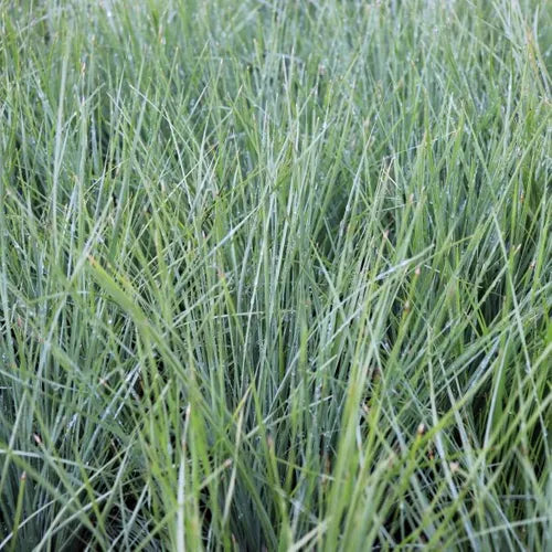 Lomandra Frosty Top (Lomandra confertifolia)