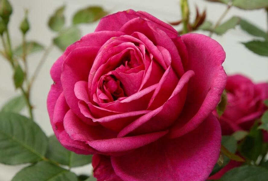 Rose 'Für Elise' (Bareroot)