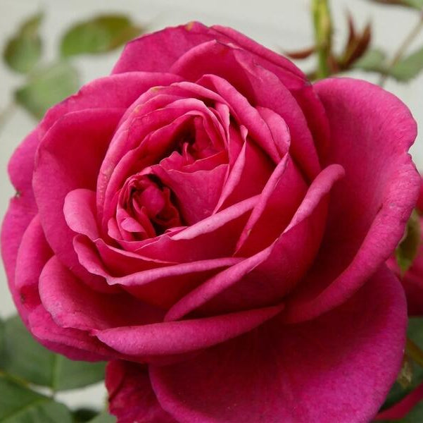 Rose 'Für Elise' (Bareroot) - Ladybird Nursery