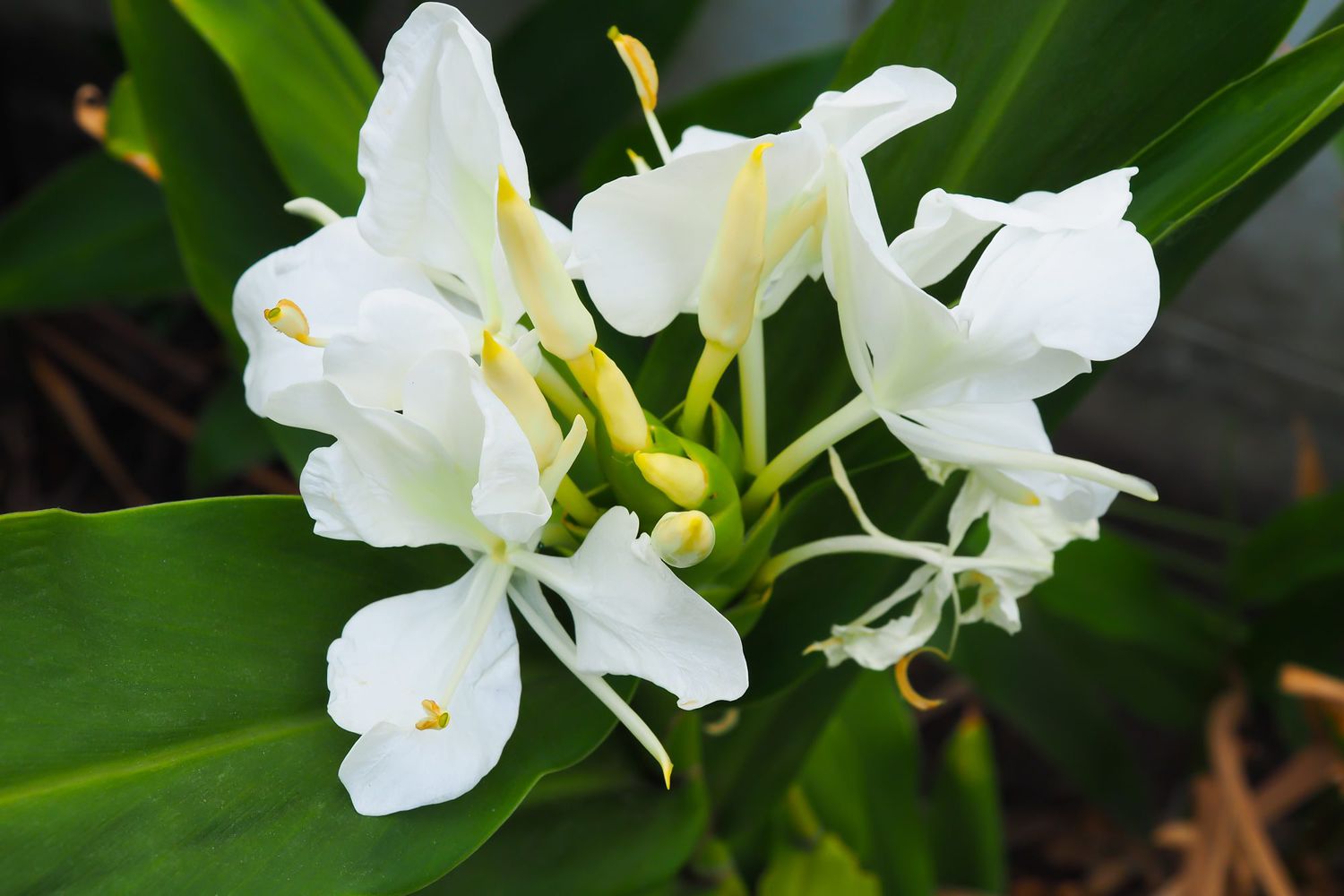 White Ginger Lily (Hedychium coronarium) - Ladybird Nursery