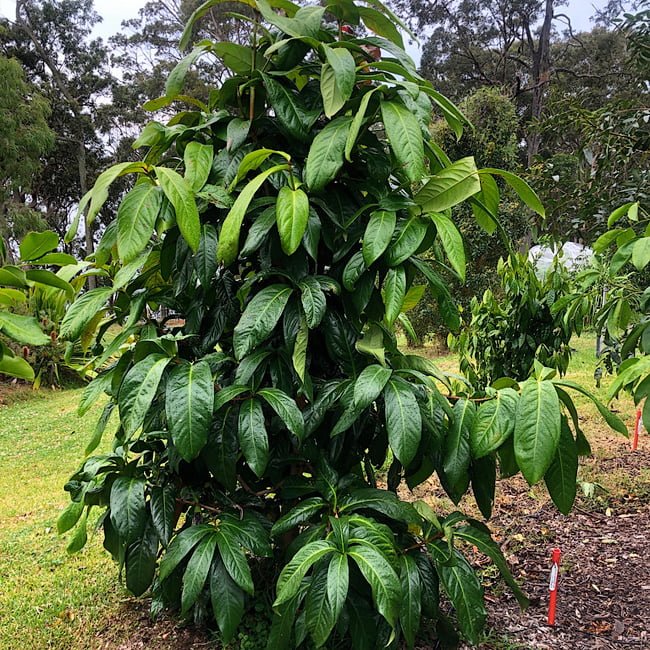 Giant Lau Lau Advanced (syzygium megacarpa) - Ladybird Nursery