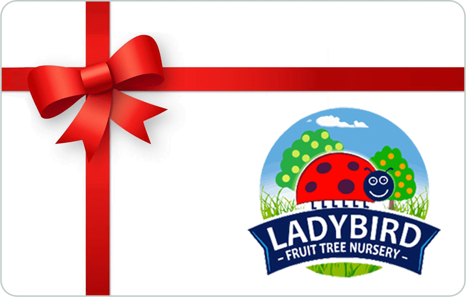 Ladybird Gift Card - Ladybird Nursery